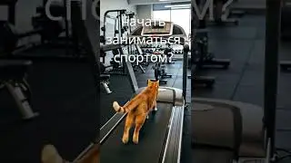 😹🐭🏃&zwj;♂️💪 #кот #мышь #движениежизнь #спорт #тренировка #зож #спортмотивация