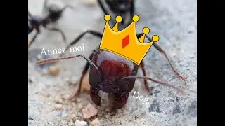 Messor Barbarus ep2:  La fourmi pr&eacute;f&eacute;r&eacute;e?