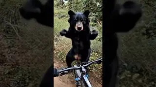 Bear dancing 🐻#ai#aishorts#aivideo#aifunny#funny#bear#dance#dancing#shorts#shortsfeed#newshorts