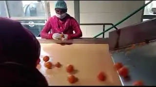 Kinnow juice processing for a leading Brand of India being undertaken at Punjab agro plant abohar