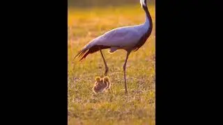 Beautiful Bird baby | Little baby bird #birds #birdbaby #shorts