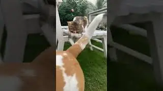 Tiya slapped tiger #trending #cute #song #tiya #love #playing #bollywood