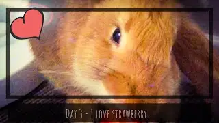 Mr. Rabikin - Day 3 - Cute Bunny eats strawberry