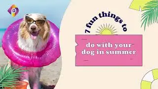 7 Fun Things to Do With Your Dog in the Summer | Fun Things to Try With Your Furry Friend