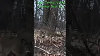 Deer Trying to Bite another Deer Ear