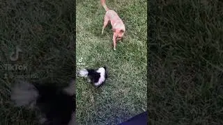 Skunk vs Chihuahua