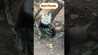 #Red_Panda #BiblicalGarden #Israel #Jerusalem #🇮🇱🇮🇱
