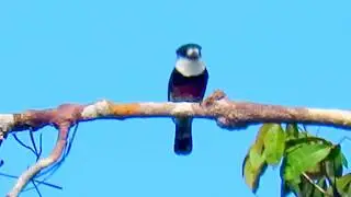 Brown-banded Puffbird, Notharchus ordii, Inirida (Guainia), Cerros Mavecure