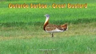 Outarde barbue  - Great Bustard