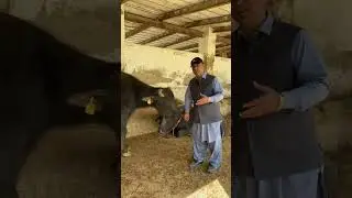 Kundi Bull Nasal By Dr Mukhtiar Ahmed  || Animal Health And Management