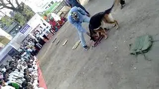 Aurangabad police sniffer dog squad demonstration Dog squad find out the banned narcotic substance.