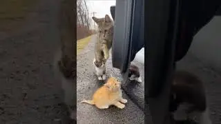 A Mother Cat and Her Kittens Find Safety Inside a Kind Stranger&rsquo;s Car