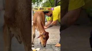 #cow #help #seva #shorts #youtubeshorts