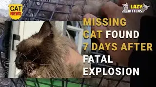 Cat Found After 7 Days Of a Explosion In United Kingdom - Lazy Kittens