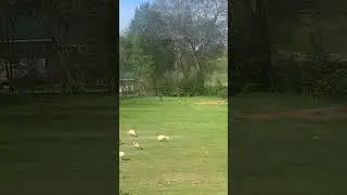 Wild Turkey joins the farm