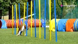 Dog Agility Equipment - Portable Dog Agility Course Backyard Product Test