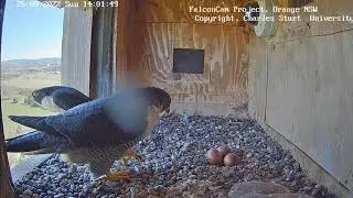 CSU Orange Peregrine Falcons, Changeover, Xavier out to chase nearby birds 2022 09 25