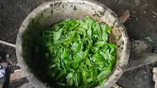 pig farm how to make local feeds. saving money