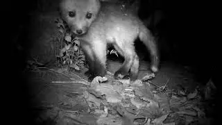 A fox calls and little fox cubs go run back into the den
