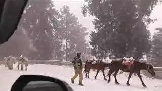 First Snowfall of Season | Kufri me burfbaari