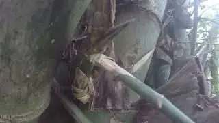 JIKA TAU BAMBU SEPERTI INI LANGSUNG DIAMBIL SIMBUL KEBERKAHAN DAN KEMAKMURAN ..#442