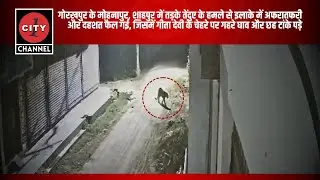 Gorakhpur | Leopard attack in Shahpur Mohanpur | Woman badly injured | Panic captured in CCTV #gk...