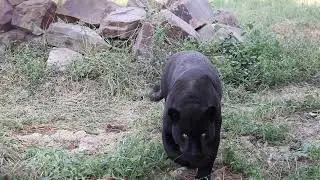Black Jaguar Attack on Camera | Rare Black Jaguar | Wildlife Park | GIS Planet