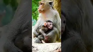 Cute baby monkey persuades mum to get out for go walking, but she keeps for get #cute #babyanimal