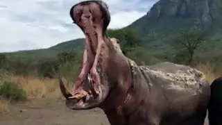 Witnessing the Power of a Hippo's Warning