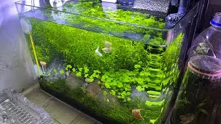 Fish aquarium#fish #shortsvideo#youtubeshort#aquascaping #aquascape