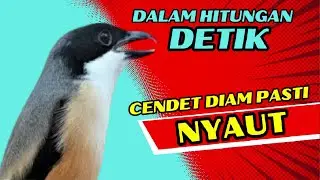 BELUM 1 MENIT CENDET LANGSUNG NYAUT DENGER PANCINGAN INI❗❗ CENDET GACOR❗❗