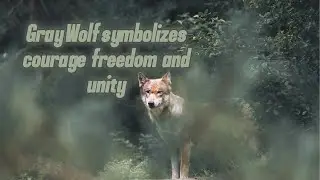 Gray Wolf Symbol of Freedom and Strength