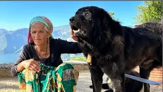 असली Bhotia कुत्ते 😳😳 Tiger से भी लड़ लेते हैं यह 😳#dogs #dogshorts