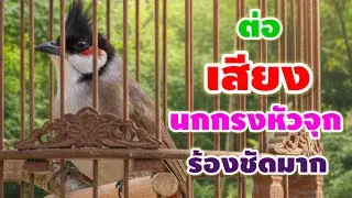 เสียงนกกรงหัวจุกร้องเพลงเพราะๆ ร้องเพลงในยามเช้ากับสายบมพัดผ่านสดชื่นมาก นกกระปี้กระเป่าร้องดังสุดๆ
