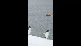 Seabourn's Antarctica Penguins