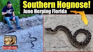Adult Southern Hognose snake! And more!