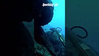 Top 30 Shots Spearfishing!😲 #spearfishing #topshot #topmoments