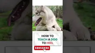 Dog Training Puppy | Dog Training Clicker #shorts  #dogtrainingschool #dogtrainingtips