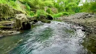 River Sound Relaxing – River Stream and Birds for Peaceful Sleep and Deep Focus