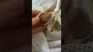 🧄How Long Will Garlic Last #garlic #youtubeshorts #growinggarlic #hardneckgarlic #healthyfood