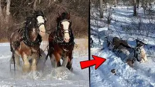 They DRAGGED Me Through The Snow😂 | Clydesdale Horse Sleigh Ride