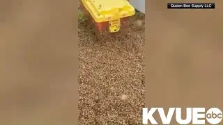 Truck carrying 2M bees crashes Sunday in Orange County, Texas