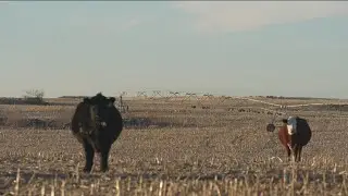 Idaho Gov. Brad Little signs 'SPEED Act' executive order, aims to drive economy