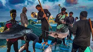 💢WOW!!! Day 7 Catching Big Sword Fishes And Tuna | Maldives Coast | Ep -7‼️