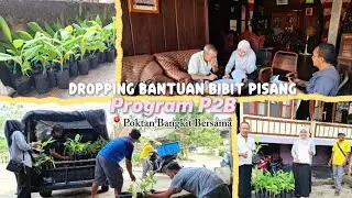 Dropping Bantuan Bibit Pisang P2B | Poktan Bangkit Bersama dan Poktan Bayur Jaya | Bukit Kemuning