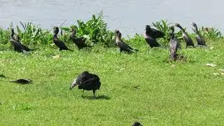 Bunlar Akbaba değil Brezilya'daki Karababa kuşları :)