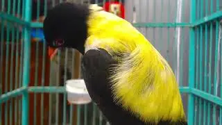 021 Enchanting Sounds Tropical Bird Calls to Relax forest oriole Kepodang hutan long time 12 minutes