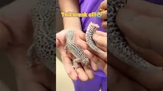 What should I do if my gecko's tail breaks off? #reptiles #gecko #lizard #pets #tails #broken #fyp
