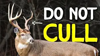 Culling Bucks Is a Myth&mdash;Here&rsquo;s What the Science Says