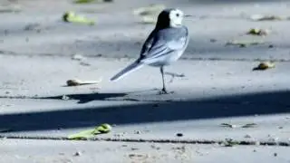 La lavandera blanca